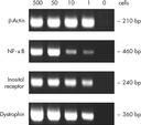 RT-PCR with RNA corresponding to 1 cell.